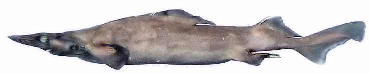 Deania hystricosa_03.jpg